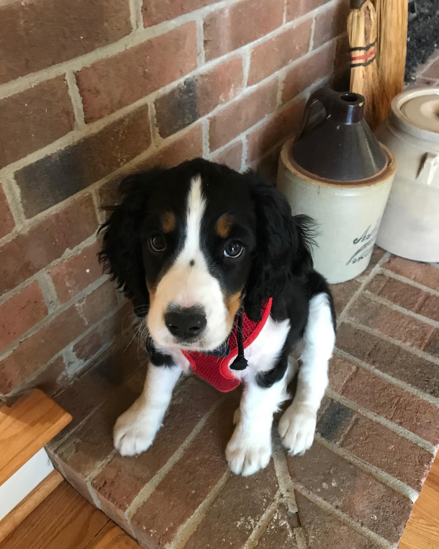 axlethespringer-20251129-0006