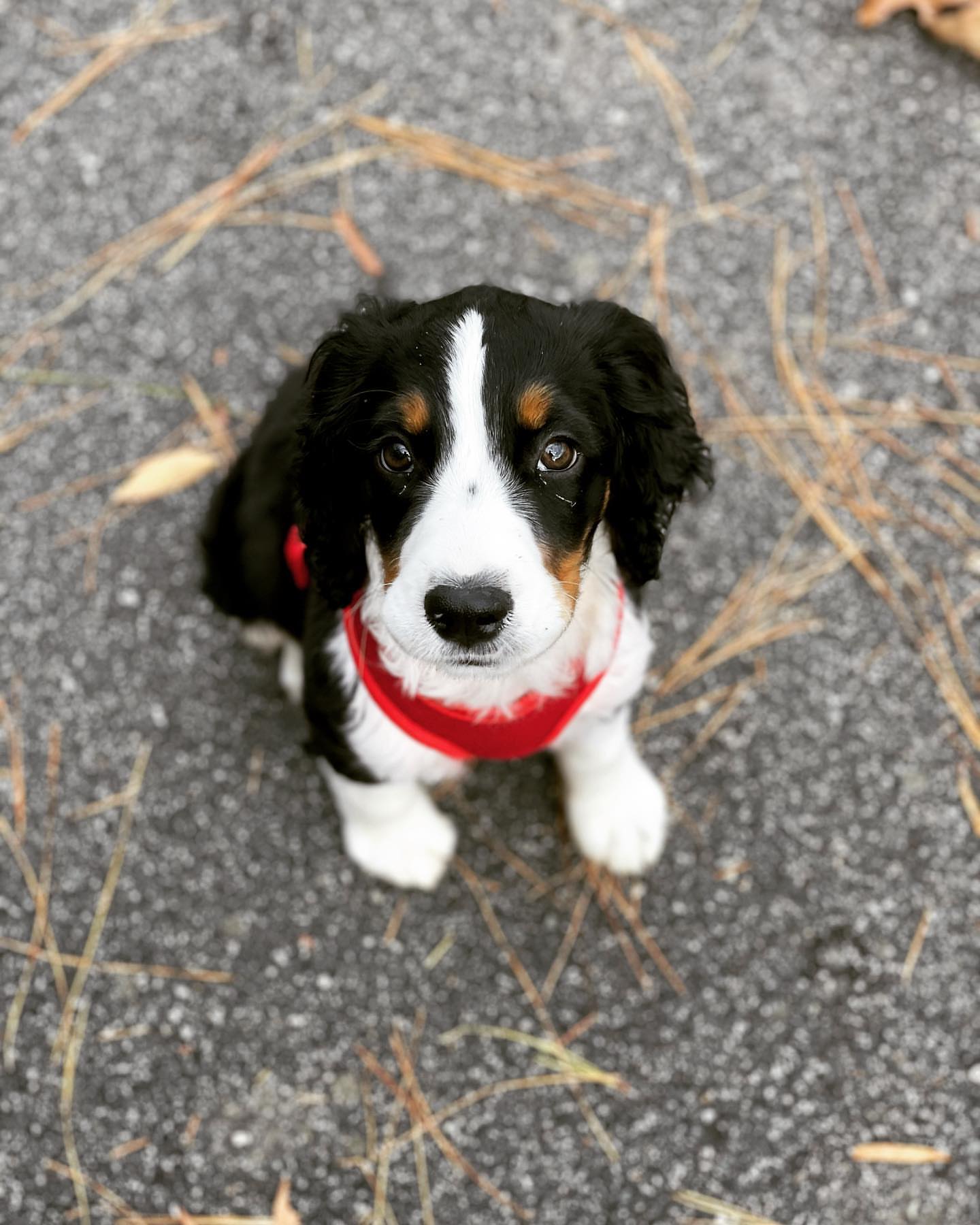 axlethespringer-20251129-0015