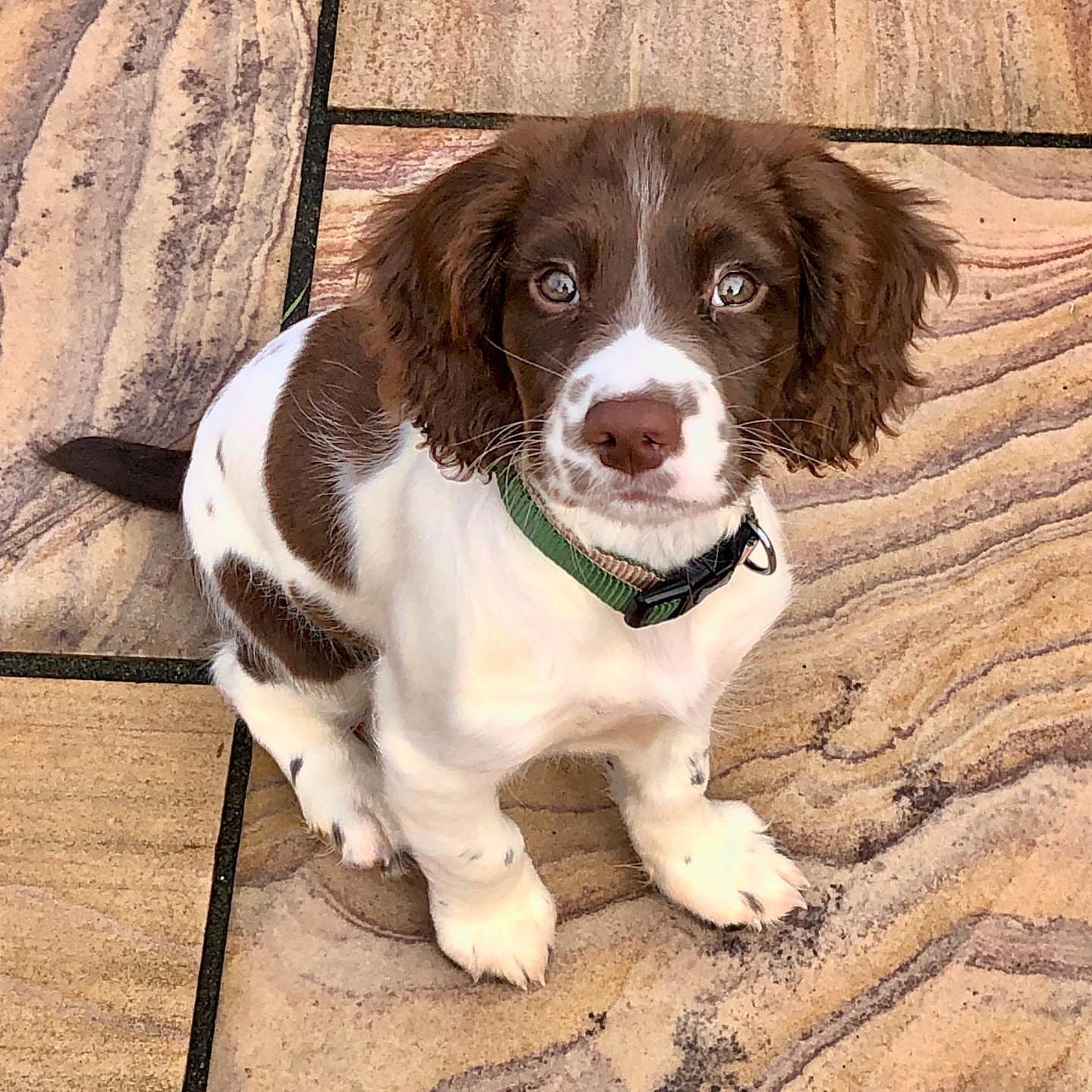 ripley_the_springersp-20251129-0005